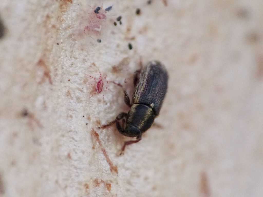 Piccolissimo Curculionidae:  Mecinus circulatus